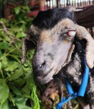 One little goat had a blind eye