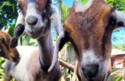Goats Of Gili - Help us care for our rescued goats