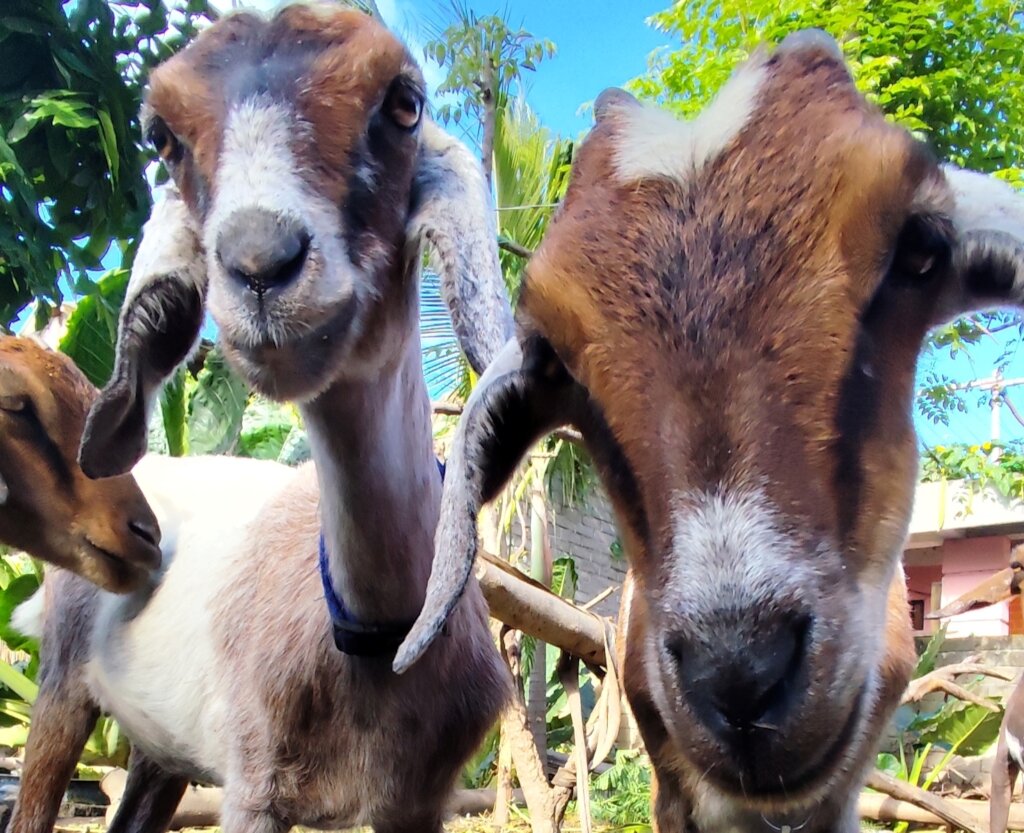 Goats Of Gili - Help us care for our rescued goats