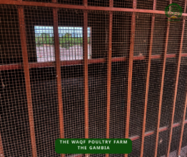 Chicken coop 2