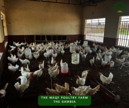 Chicken coop - With Chicken