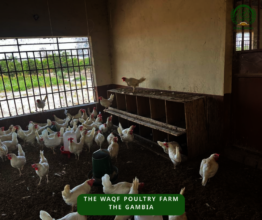 Chicken coop - with Chicken 2
