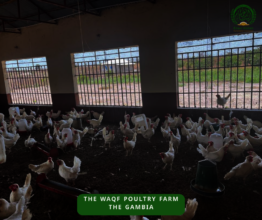 Chicken coop - with Chicken 3