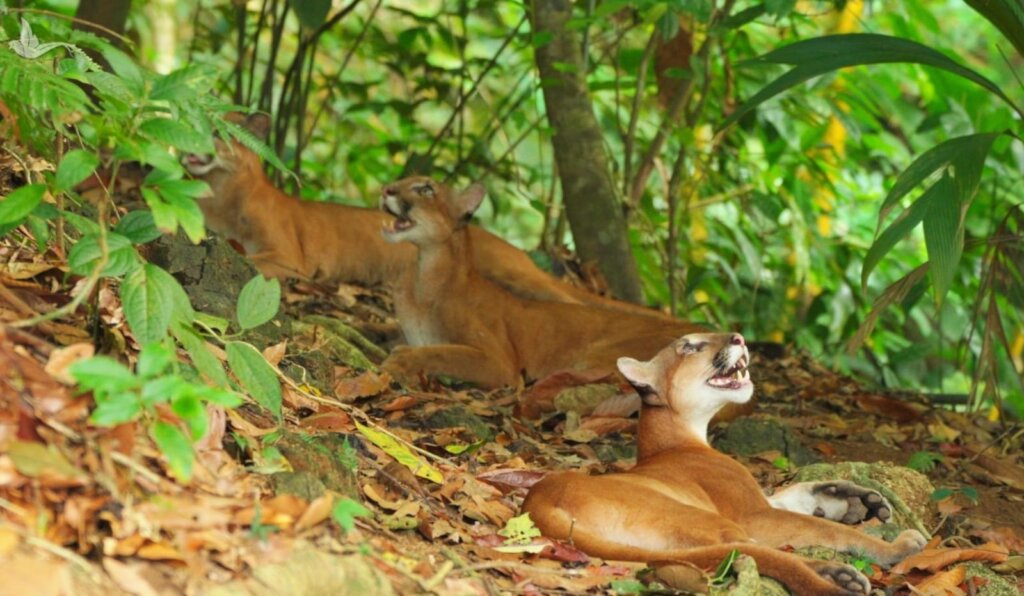 Living with Pumas and Tapirs in Costa Rica