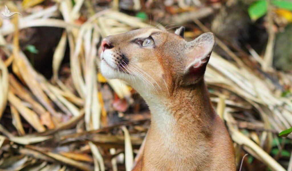 Living with Pumas and Tapirs in Costa Rica