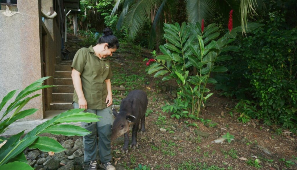 Living with Pumas and Tapirs in Costa Rica