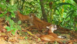 Coexistence with Predators