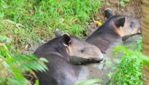 Protecting Endangered Tapirs