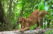 Living with Pumas and Tapirs in Costa Rica