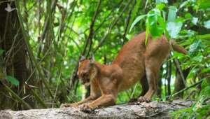 Living with Pumas and Tapirs in Costa Rica