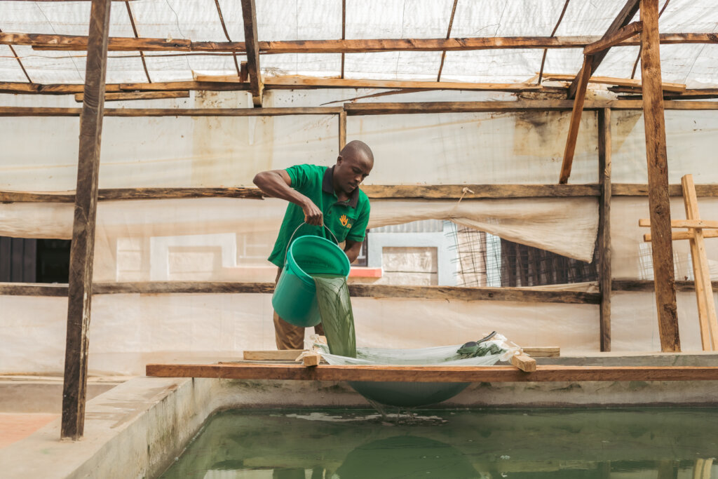 Spirulina production by the community