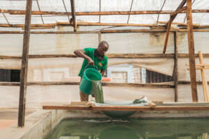 Spirulina production by the community