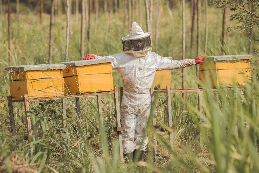 Apiary farms - and beekeepers