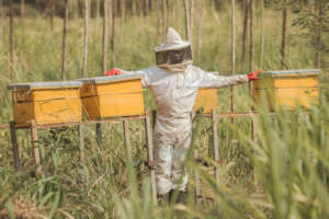 Apiary farms - and beekeepers