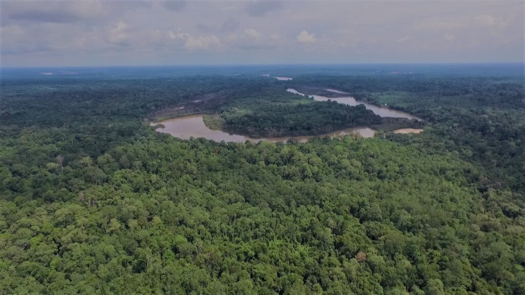 Help us to save orangutans in Borneo (Indonesia)