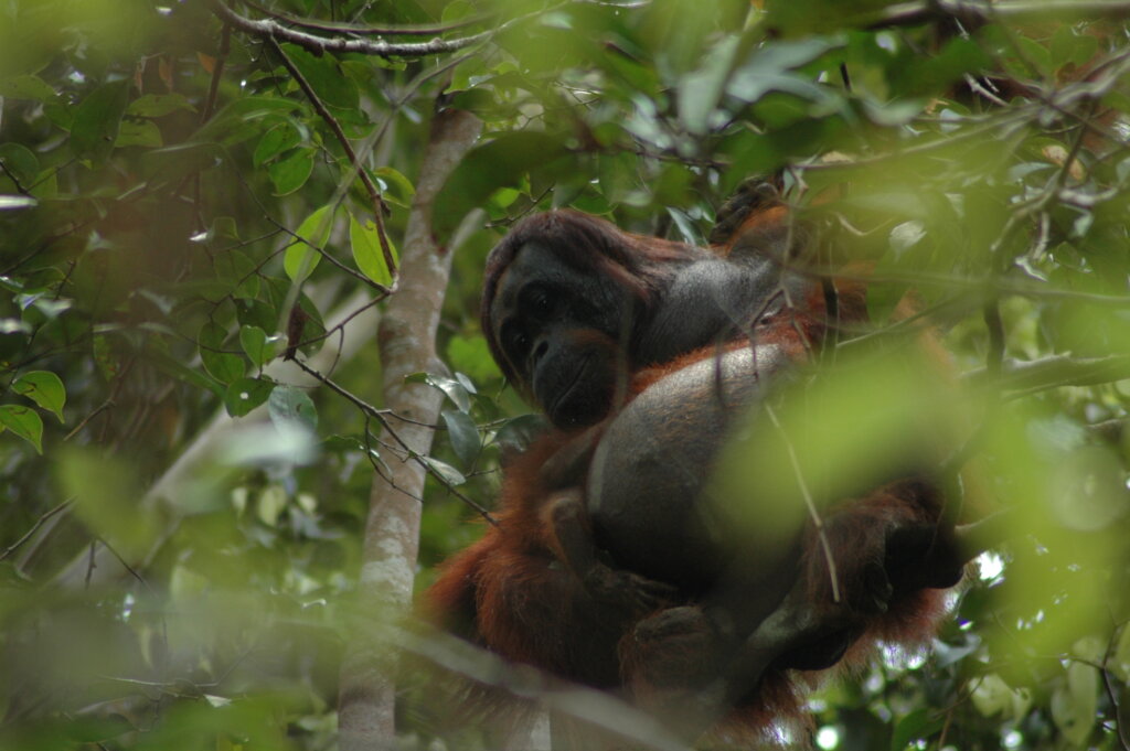 Help us to save orangutans in Borneo (Indonesia)