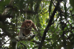 Proboscis monkey (very rare specy) in the reserve