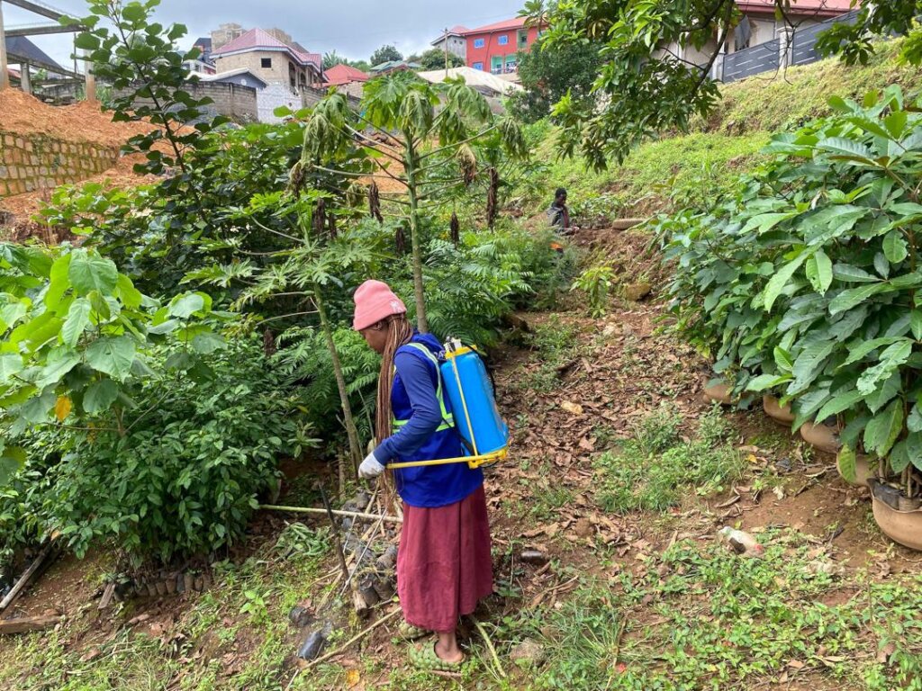 Caring for seedlings, nurturing growth