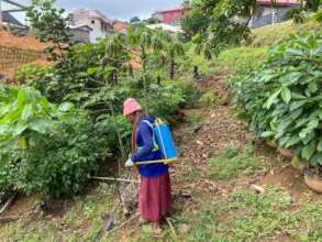 Caring for seedlings, nurturing growth