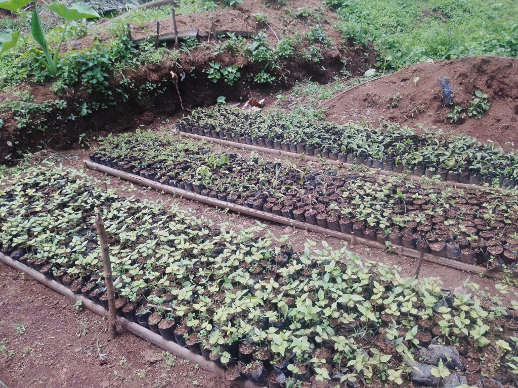 Green Futures for 500 Women/Youths in North West