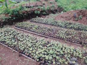 GRACARO'S NURSERY
