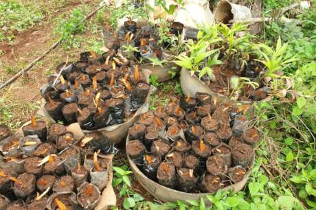 Green Futures for 500 Women/Youths in North West