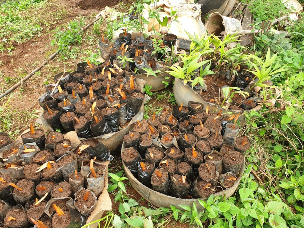 Green Futures for 500 Women/Youths in North West