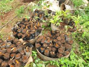 Green Futures for 500 Women/Youths in North West