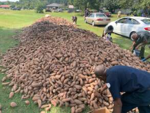 Sorting sweet potatoes