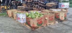 Plenty of watermelon to go around!