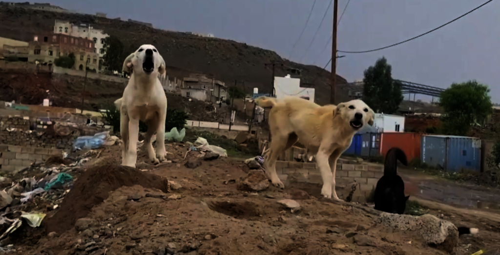 Stop the Silent Killer: Protect Yemen's Children