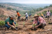 Restore 1,000 Acres of Degraded Land in Ghana