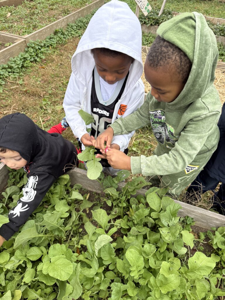 Cultivating Community in City Schoolyard Gardens