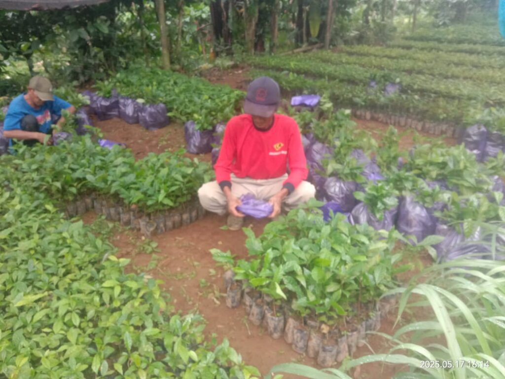 Seedlings for Forest Conservation in Indonesia