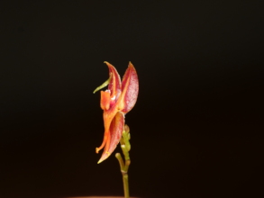 Lepanthes sp. Photo by David Yela