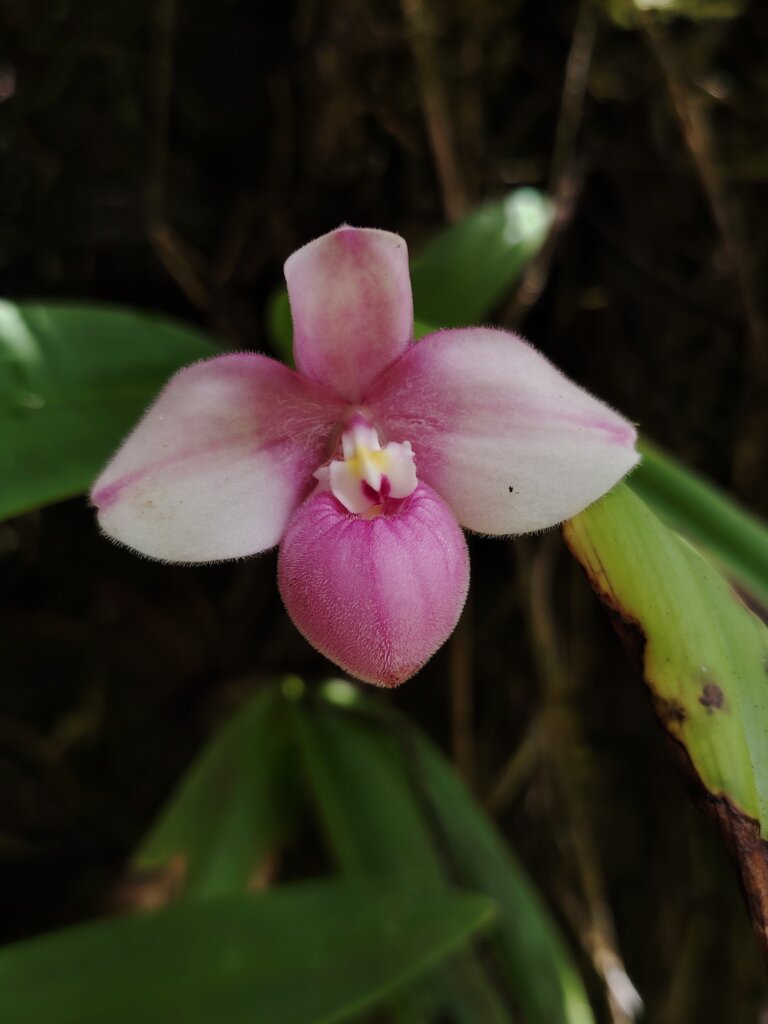 Phragmipedium fischeri, photo by Gabriel Taimal
