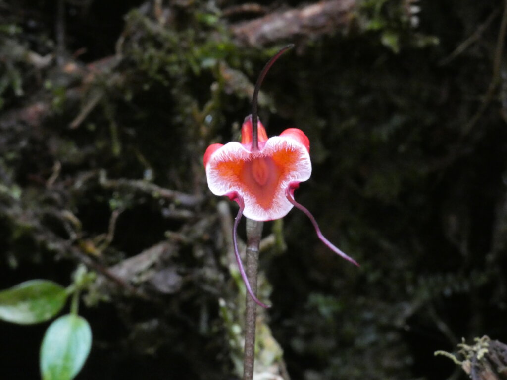 Save rare orchids in Ecuador from deforestation!