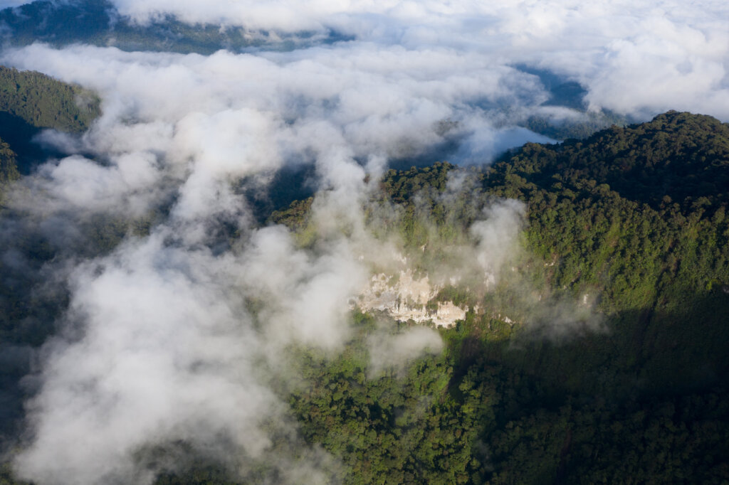 Save rare orchids in Ecuador from deforestation!