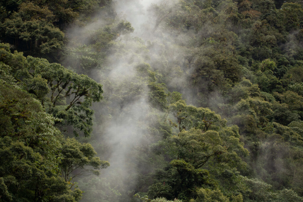 Save rare orchids in Ecuador from deforestation!