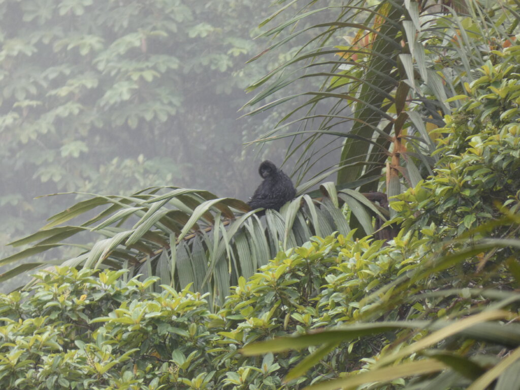 Save rare orchids in Ecuador from deforestation!