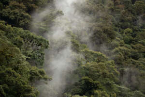 Andes cloud forest