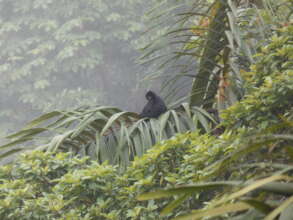 Ateles fusciceps (Black-headed spider monkey)