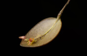 Save rare orchids in Ecuador from deforestation!