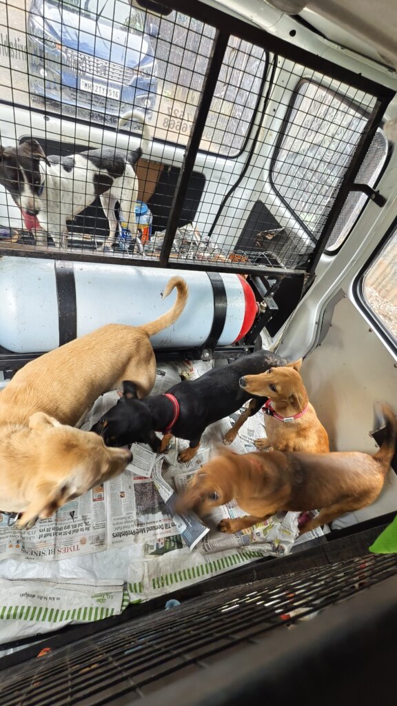 Catching & Transportation of Dogs