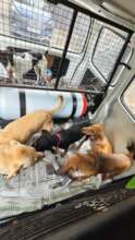 Catching & Transportation of Dogs