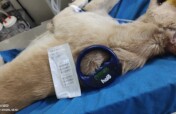 Sterilization &Vaccination of Stray dogs in India