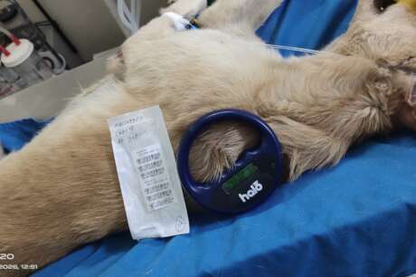 Sterilization &Vaccination of Stray dogs in India