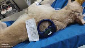 Sterilization &Vaccination of Stray dogs in India