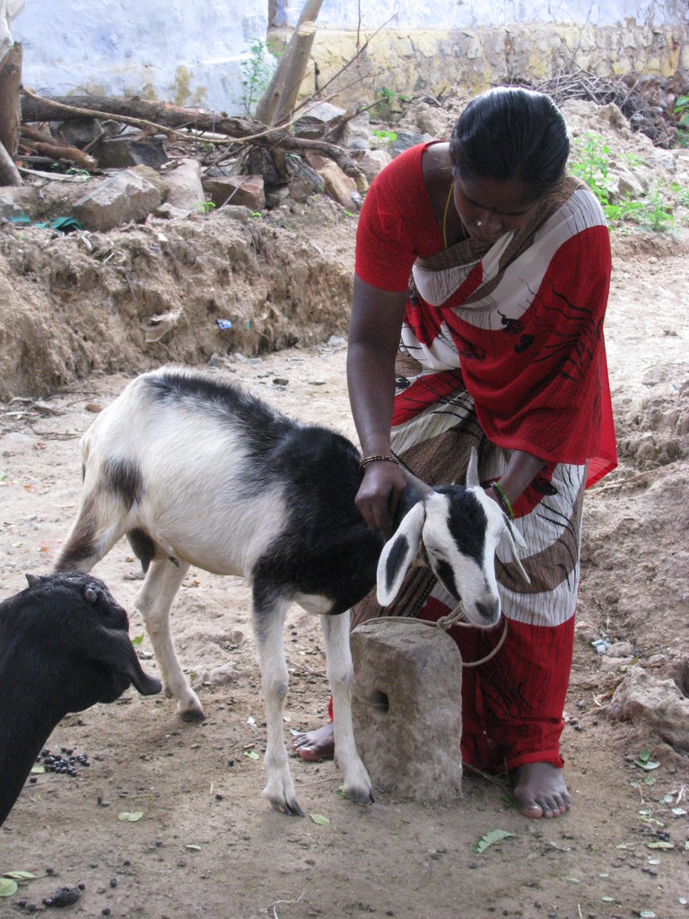 Organic Farming Training to 500 Farmers in India