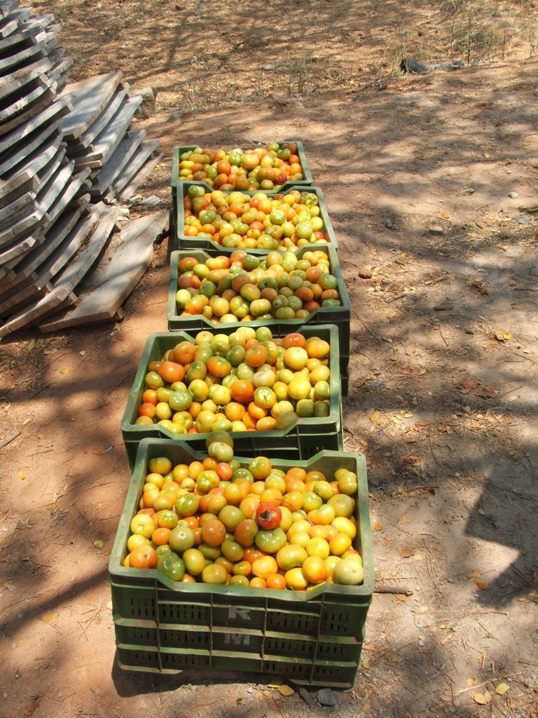 Organic Farming Training to 500 Farmers in India